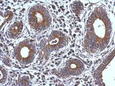 Anti-FXR2 antibody used in IHC (Paraffin sections) (IHC-P). GTX109465