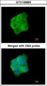 Anti-Cytokeratin 13 antibody used in Immunocytochemistry/ Immunofluorescence (ICC/IF). GTX109883
