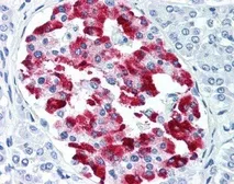 Anti-Amylin antibody [R10/99] used in IHC (Paraffin sections) (IHC-P). GTX11022