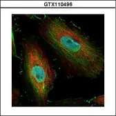 Anti-BIVM antibody [C3], C-term used in Immunocytochemistry/ Immunofluorescence (ICC/IF). GTX110496