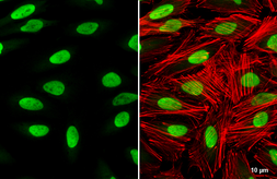 Anti-YY1 antibody used in Immunocytochemistry/ Immunofluorescence (ICC/IF). GTX110625
