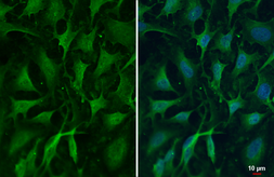 Anti-ZC3H12A antibody [N3C3] used in Immunocytochemistry/ Immunofluorescence (ICC/IF). GTX110807