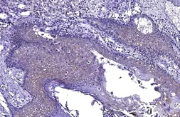 Anti-WWP1 antibody used in IHC (Paraffin sections) (IHC-P). GTX110872