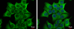 Anti-Dishevelled 2 antibody [N1N3] used in Immunocytochemistry/ Immunofluorescence (ICC/IF). GTX111156