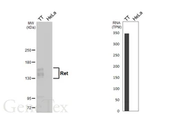Anti-Ret antibody [N3C1], Internal used in Western Blot (WB). GTX111327
