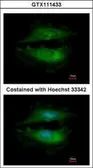 Anti-PASK antibody [C2C3-2], C-term used in Immunocytochemistry/ Immunofluorescence (ICC/IF). GTX111433