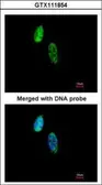 Anti-CKS2 antibody [N2C3] used in Immunocytochemistry/ Immunofluorescence (ICC/IF). GTX111854