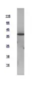 Human SAPK4 protein, His tag. GTX112033-pro