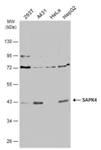 Anti-SAPK4 antibody [N1C3] used in Western Blot (WB). GTX112033