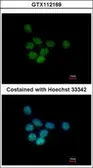 Anti-SAP130 antibody [C2C3], C-term used in Immunocytochemistry/ Immunofluorescence (ICC/IF). GTX112169