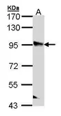 Anti-PPFIBP2 antibody used in Western Blot (WB). GTX112301