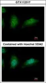 Anti-ZNHIT2 antibody used in Immunocytochemistry/ Immunofluorescence (ICC/IF). GTX112317