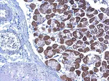 Anti-LETM1 antibody used in IHC (Paraffin sections) (IHC-P). GTX112455