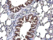 Anti-TRAF6 antibody [N2C2], Internal used in IHC (Paraffin sections) (IHC-P). GTX113029