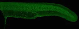 Anti-Cullin 4a antibody [N1C1] used in IHC (Whole mount) (IHC-Wm). GTX113876