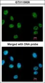 Anti-RUVBL2 antibody [N1C1] used in Immunocytochemistry/ Immunofluorescence (ICC/IF). GTX113926