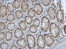 Anti-MST4 antibody [N2C3] used in IHC (Paraffin sections) (IHC-P). GTX113976