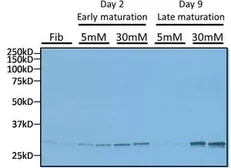 Anti-GADD153 antibody [9C8] used in Western Blot (WB). GTX11419
