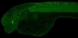 Anti-Calmodulin antibody used in IHC (Whole mount) (IHC-Wm). GTX114300