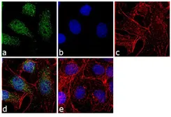 Anti-PSMA5 antibody used in Immunocytochemistry/ Immunofluorescence (ICC/IF). GTX11437