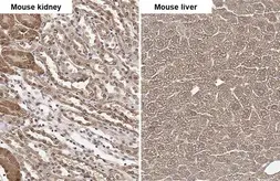 Anti-FAH antibody used in IHC (Paraffin sections) (IHC-P). GTX114400