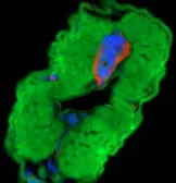 Anti-LOXL1 antibody used in IHC (Whole mount) (IHC-Wm). GTX114532