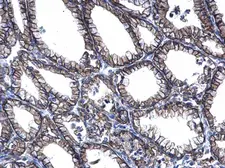Anti-PRRG2 antibody used in IHC (Paraffin sections) (IHC-P). GTX114668