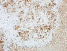 Anti-RAP2B antibody used in IHC (Paraffin sections) (IHC-P). GTX114702