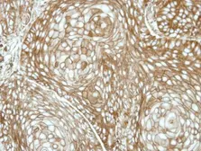 Anti-RDH5 antibody [N2C3] used in IHC (Paraffin sections) (IHC-P). GTX114715