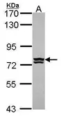 Anti-RNPEP antibody [C1C3] used in Western Blot (WB). GTX114721