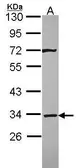 Anti-Syntaxin 4 antibody [N2C3] used in Western Blot (WB). GTX114806
