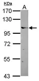 Anti-Elongin A antibody [C2C3], C-term used in Western Blot (WB). GTX114828