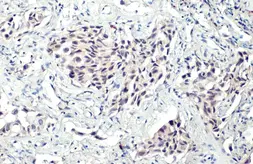 Anti-BRD1 antibody used in IHC (Paraffin sections) (IHC-P). GTX115758