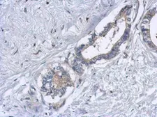 Anti-EML2 antibody [N1N3] used in IHC (Paraffin sections) (IHC-P). GTX115761