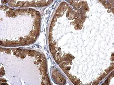 Anti-STAU2 antibody used in IHC (Paraffin sections) (IHC-P). GTX115836