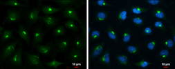 Anti-MAP4K4 antibody used in Immunocytochemistry/ Immunofluorescence (ICC/IF). GTX116008