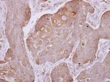 Anti-DCTN4 antibody used in IHC (Paraffin sections) (IHC-P). GTX116144