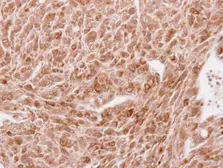 Anti-STAU2 antibody used in IHC (Paraffin sections) (IHC-P). GTX116458
