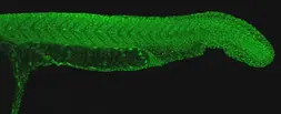 Anti-PAF1 antibody used in IHC (Whole mount) (IHC-Wm). GTX116580