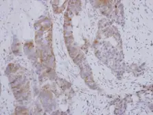 Anti-BOLL antibody used in IHC (Paraffin sections) (IHC-P). GTX116790