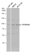Anti-PCDHGA5 antibody used in Western Blot (WB). GTX117213