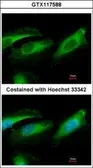 Anti-Pirh2 antibody used in Immunocytochemistry/ Immunofluorescence (ICC/IF). GTX117588