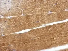 Anti-OMD antibody used in IHC (Paraffin sections) (IHC-P). GTX117636