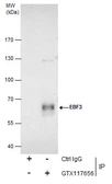 Anti-EBF3 antibody [C1C3] used in Immunoprecipitation (IP). GTX117656