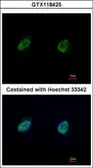 Anti-NUFIP1 antibody used in Immunocytochemistry/ Immunofluorescence (ICC/IF). GTX118425