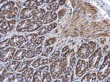 Anti-EFHA1 antibody used in IHC (Paraffin sections) (IHC-P). GTX118555