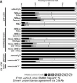Anti-ZBTB48 antibody used in ChIP assay (ChIP assay). GTX118671