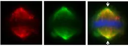 Anti-HAUS6 antibody used in Immunocytochemistry/ Immunofluorescence (ICC/IF). GTX118732