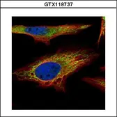Anti-PNPase antibody used in Immunocytochemistry/ Immunofluorescence (ICC/IF). GTX118737