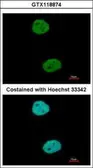 Anti-GTF3C4 antibody used in Immunocytochemistry/ Immunofluorescence (ICC/IF). GTX118874